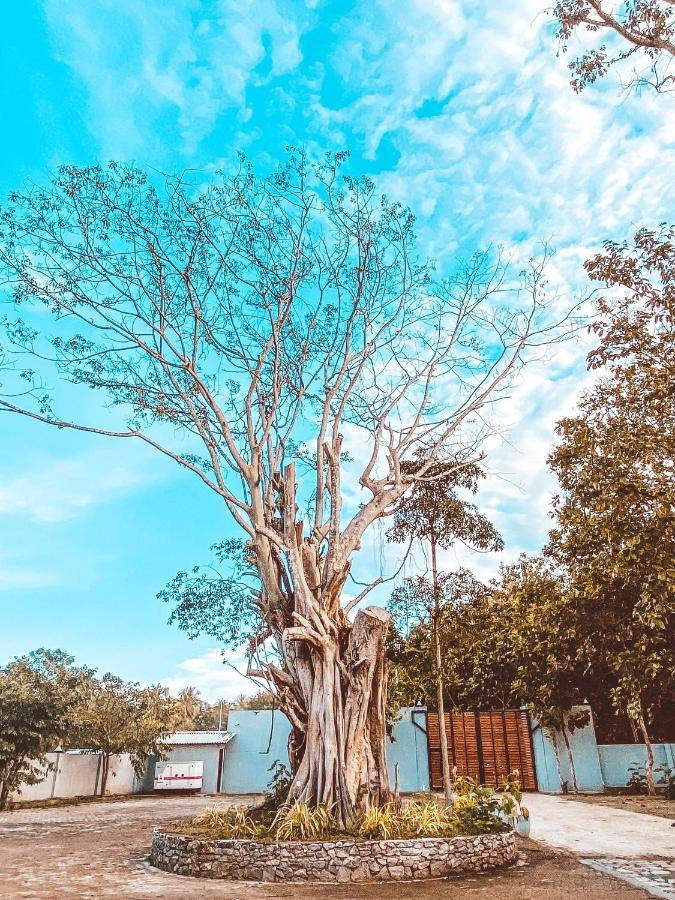 Nivadoo Resort 锡吉里亚 外观 照片 The tree in 2019